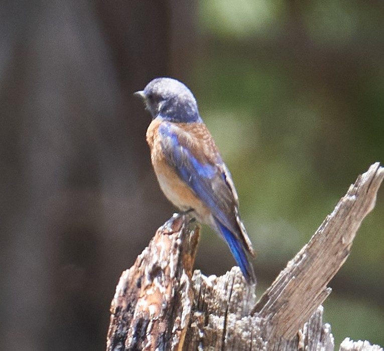 Western Bluebird - ML344239481