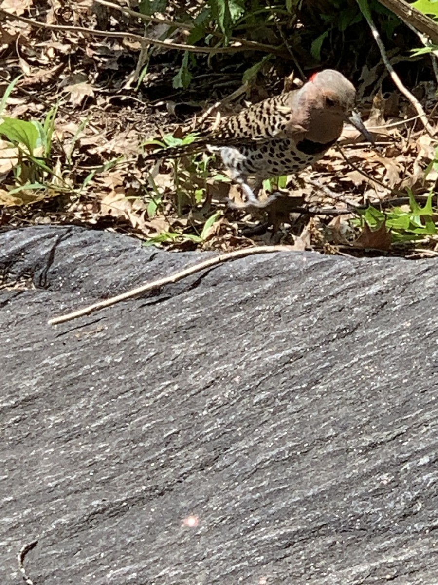 Northern Flicker - ML344239711