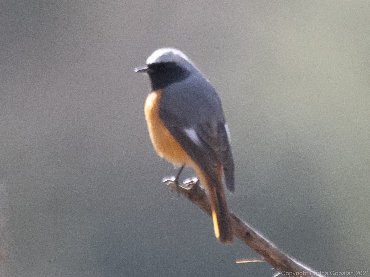 Hodgson's Redstart - Parthasarathy Gopalan