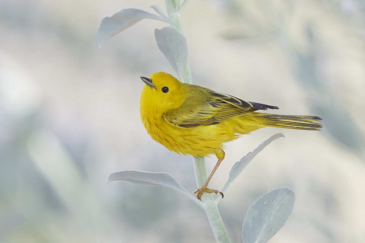 Yellow Warbler - ML344240821