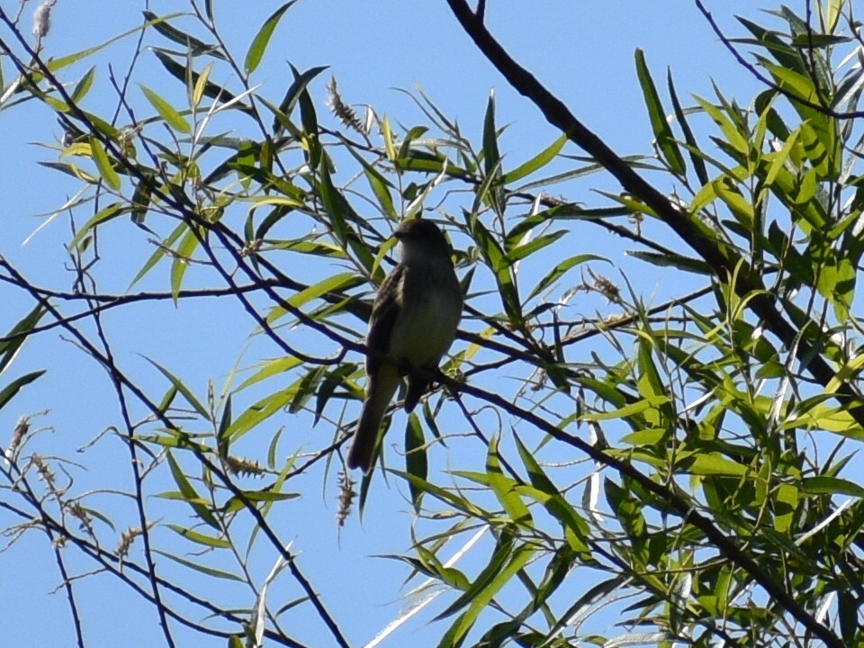 Willow Flycatcher - Patrick McGill