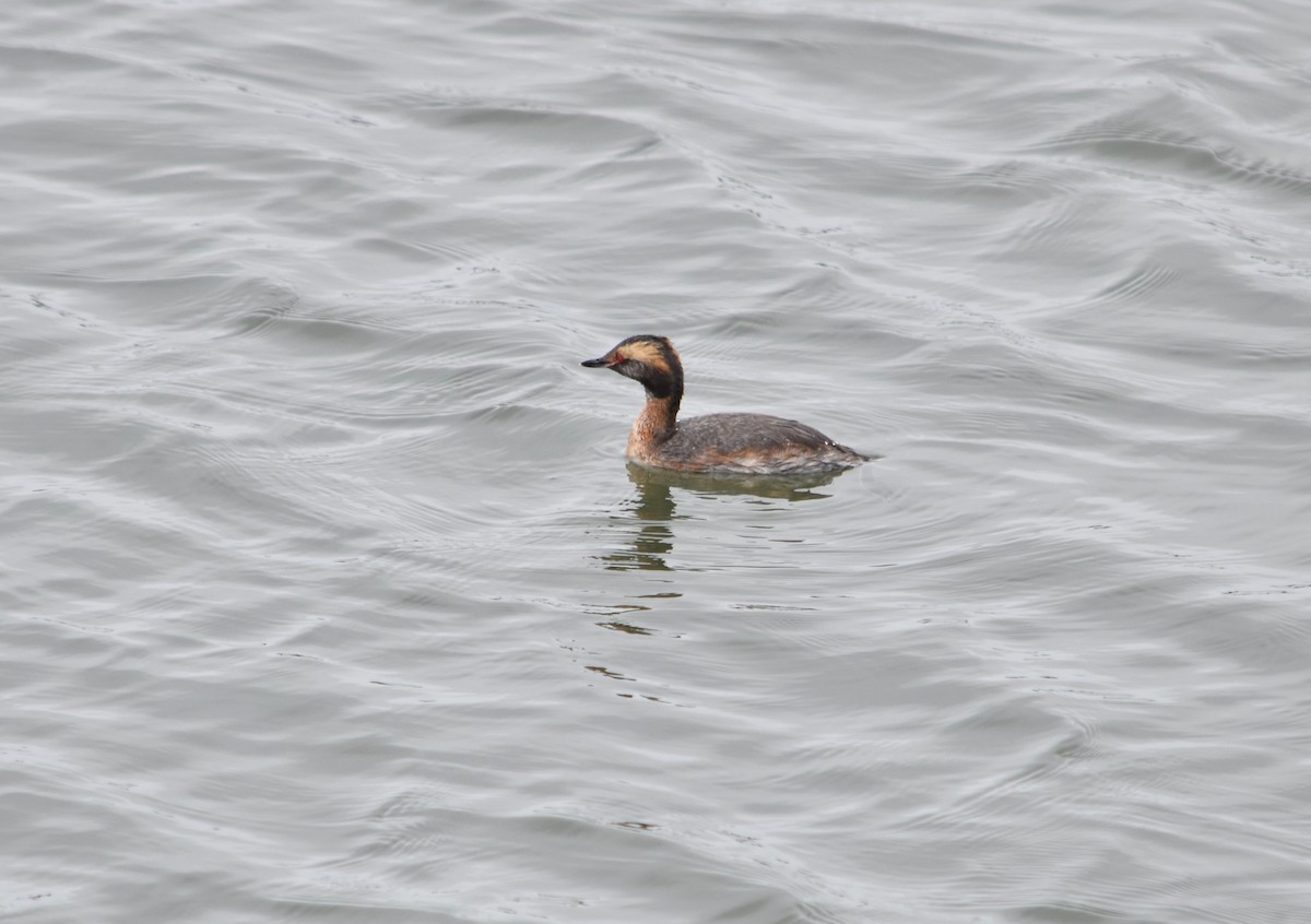 Horned Grebe - James  Watts, Jr