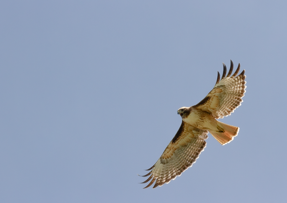 Red-tailed Hawk - ML344241501