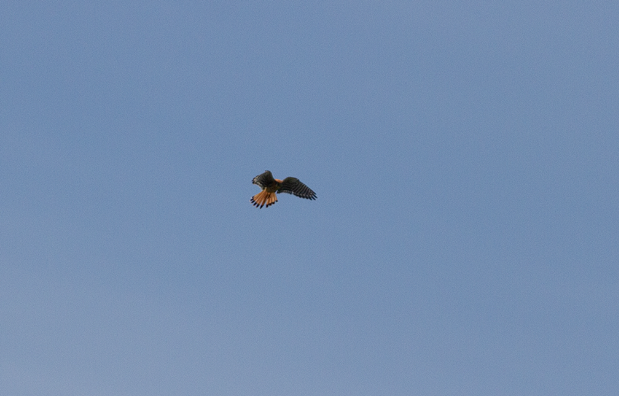 American Kestrel - ML344241661