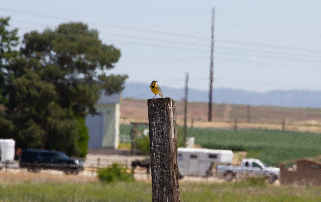 Western Meadowlark - ML344241741