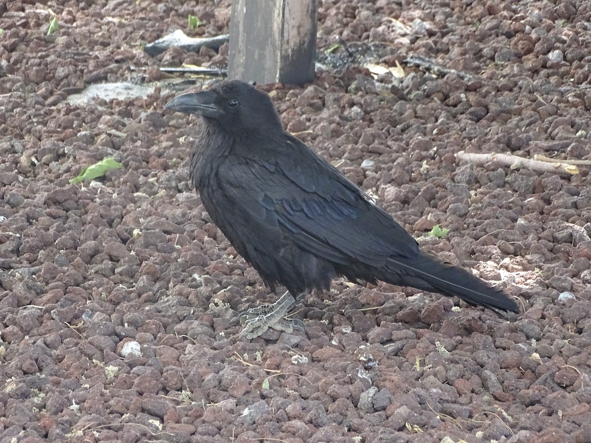 Common Raven - ML344242161