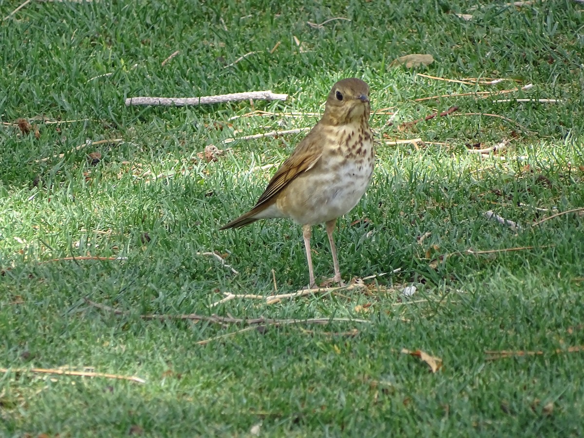 Swainson's Thrush - ML344242221