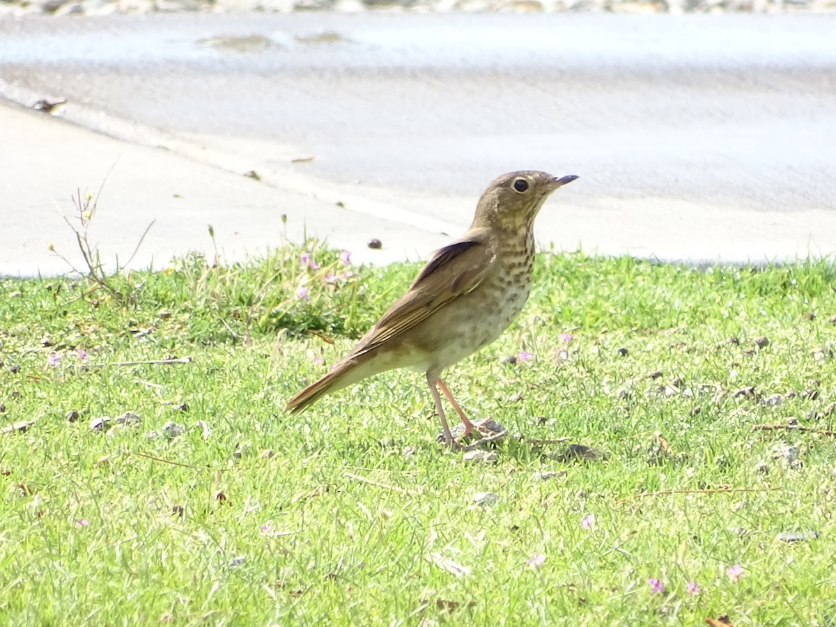 Swainson's Thrush - ML344242241