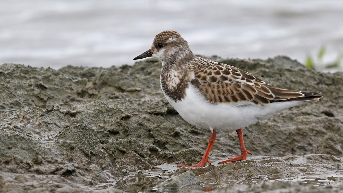 Ruddy Turnstone - ML34424251