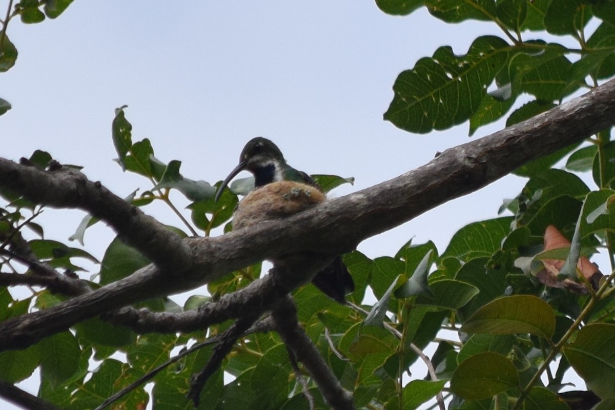 kolibřík tropický (ssp. iridescens) - ML344243131