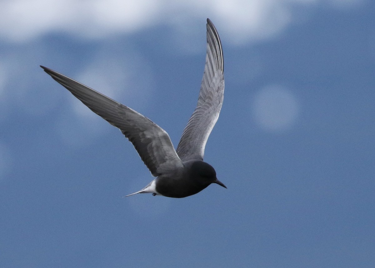 Black Tern - Dean LaTray