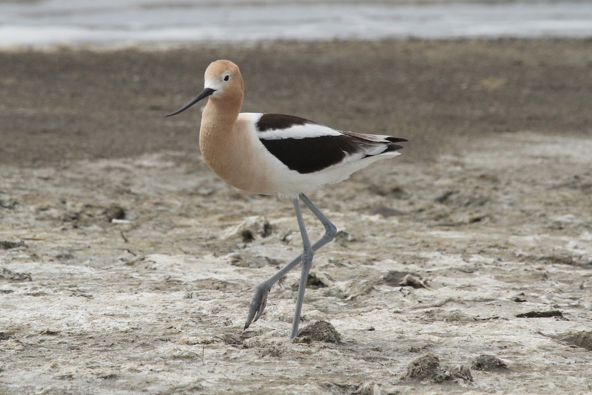 American Avocet - ML344244151