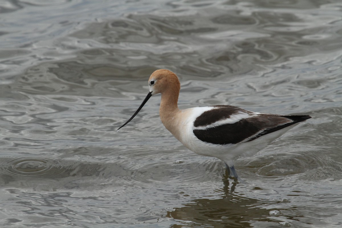 American Avocet - ML344244171