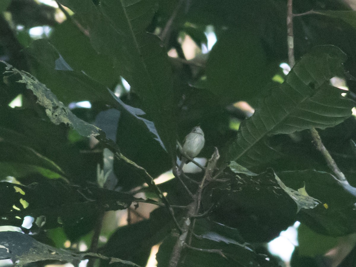 White-eyed Tody-Tyrant - matthew sabatine