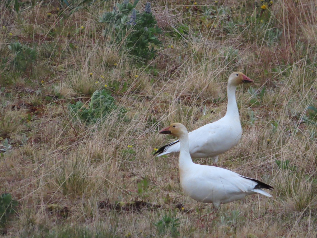 Snow Goose - ML344244761