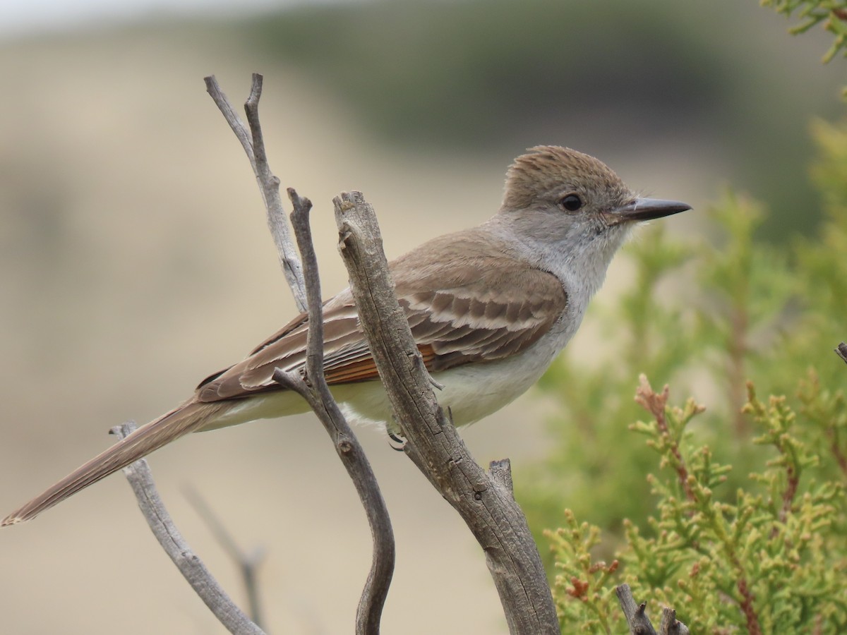 Ash-throated Flycatcher - ML344245291