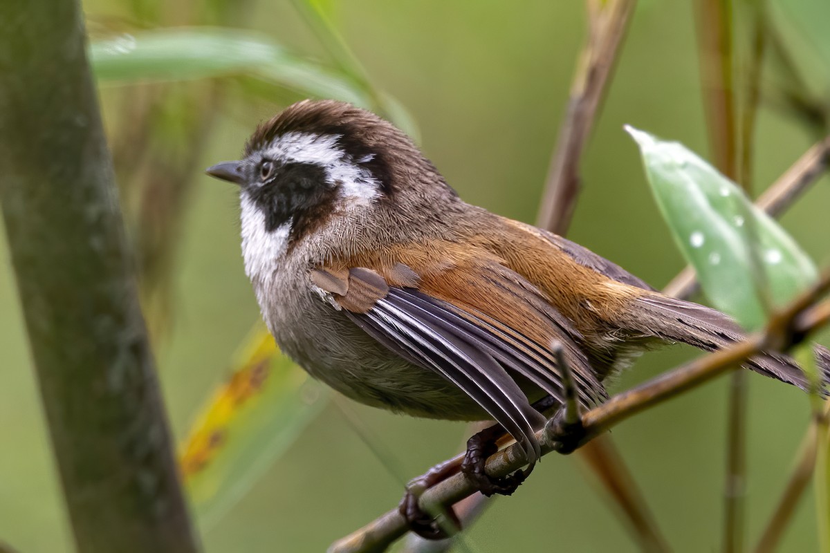 White-browed Fulvetta - Su Li