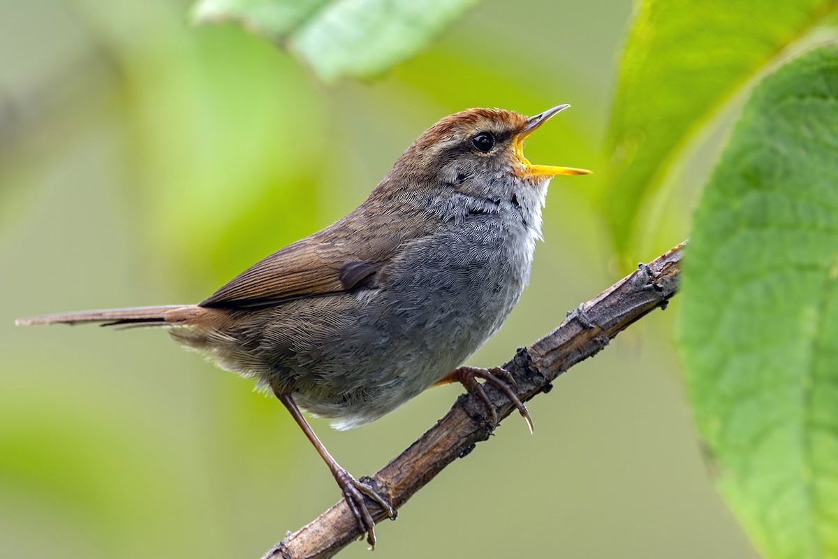 Gray-sided Bush Warbler - ML344245441