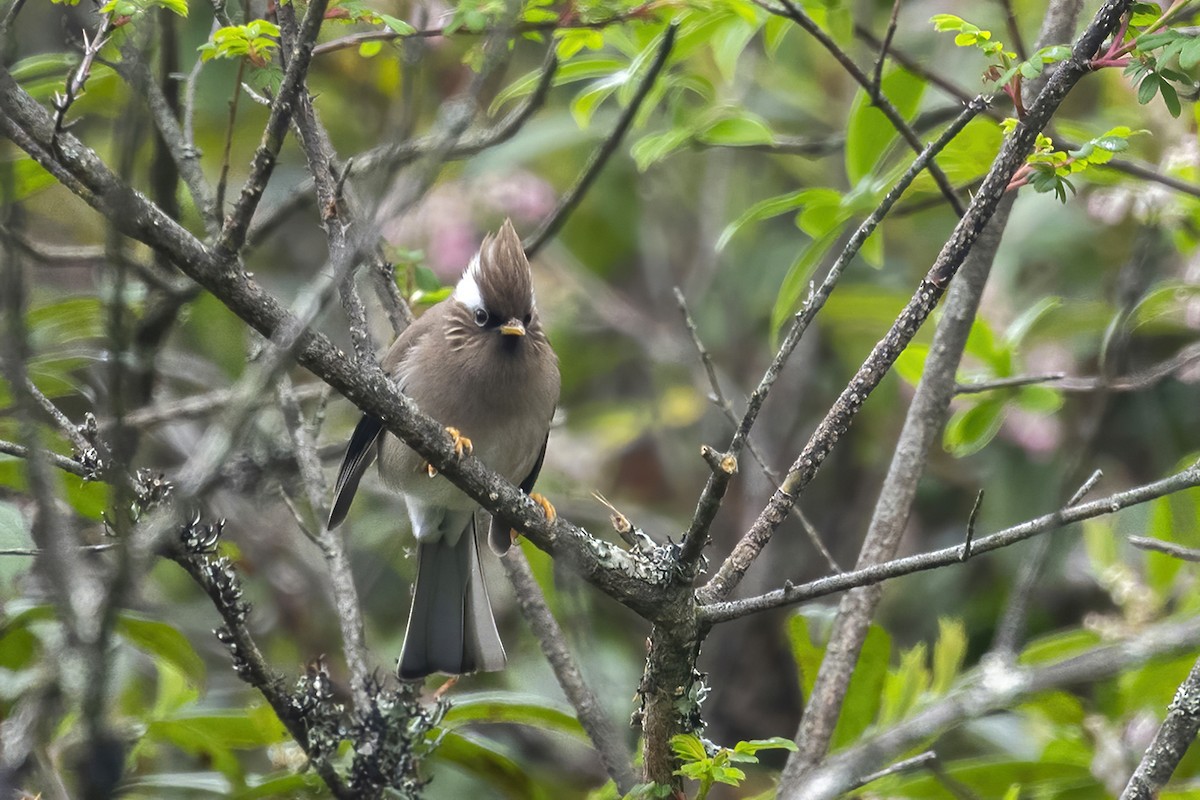 White-collared Yuhina - ML344246021