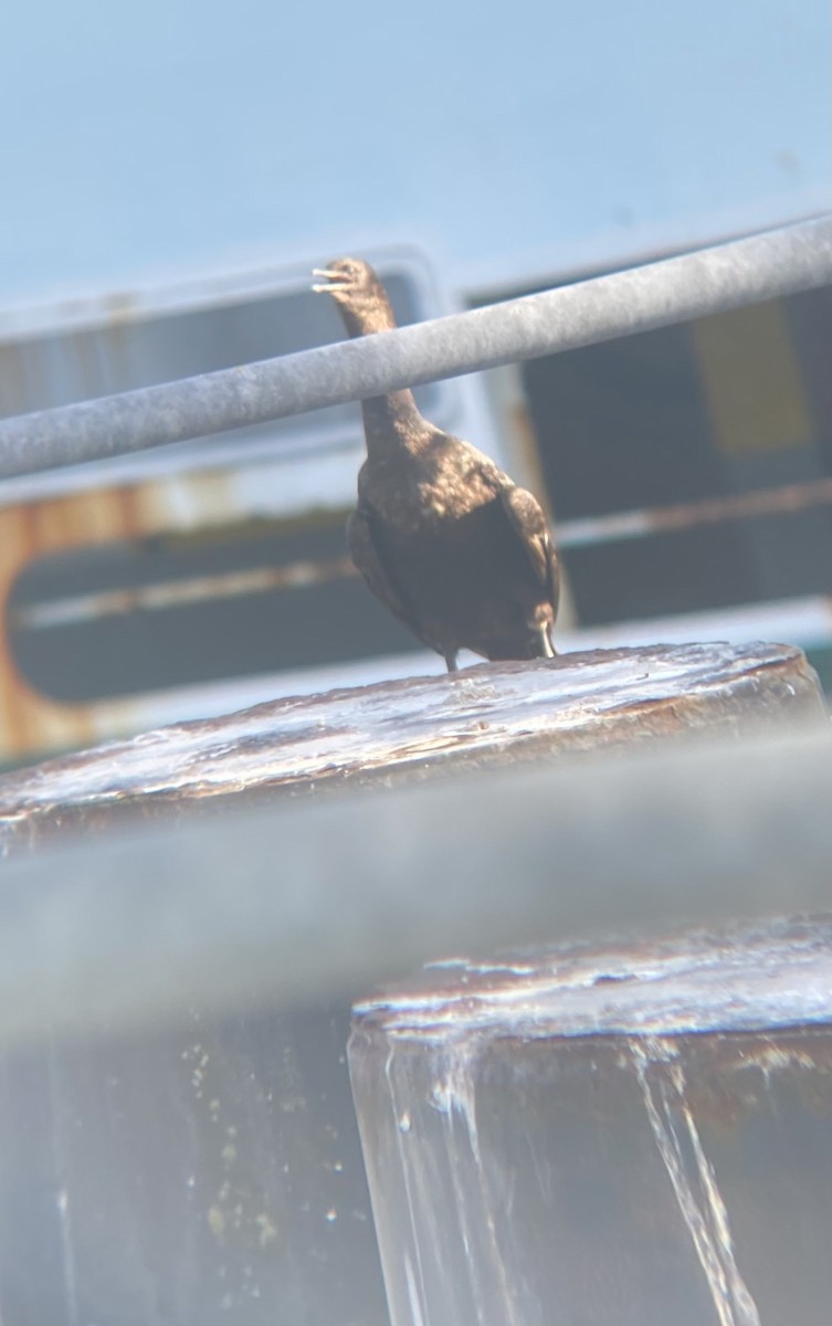 Brandt Karabatağı - ML344246621