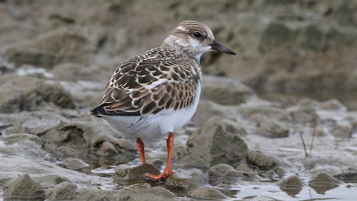 Ruddy Turnstone - Daniel Jauvin