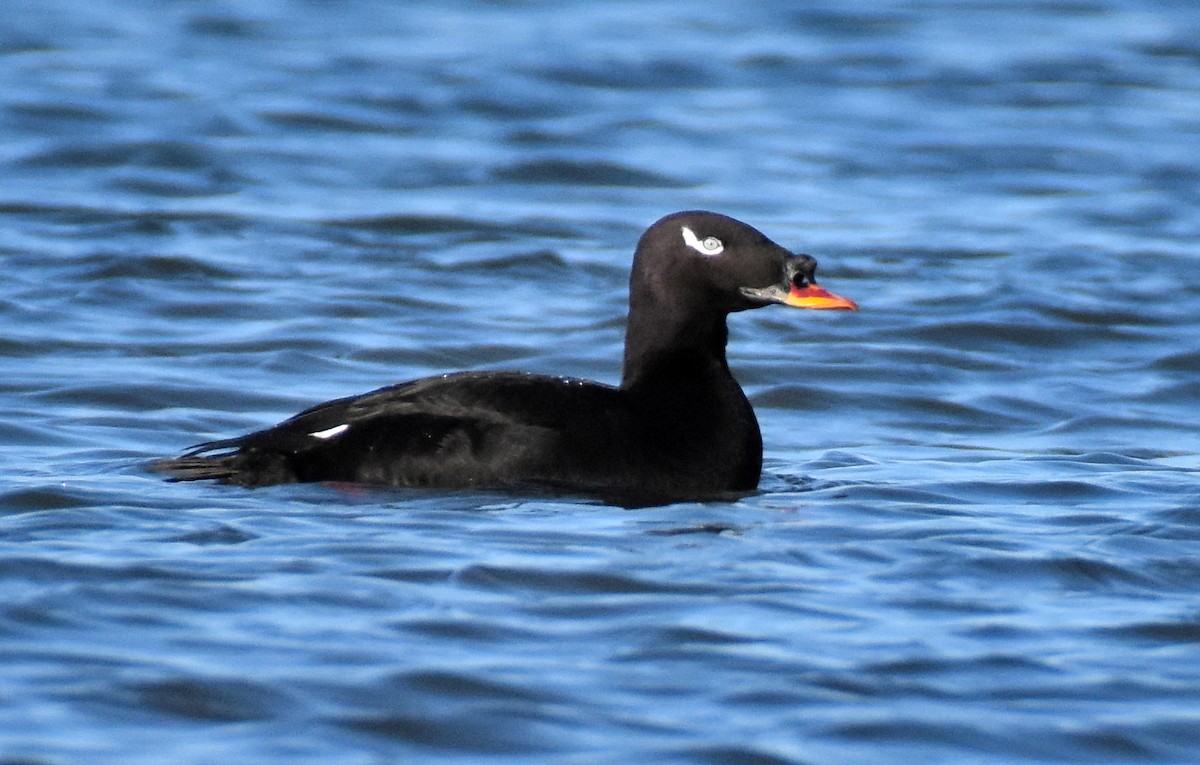 Ahatebeltz hegalzuri siberiarra - ML344250031