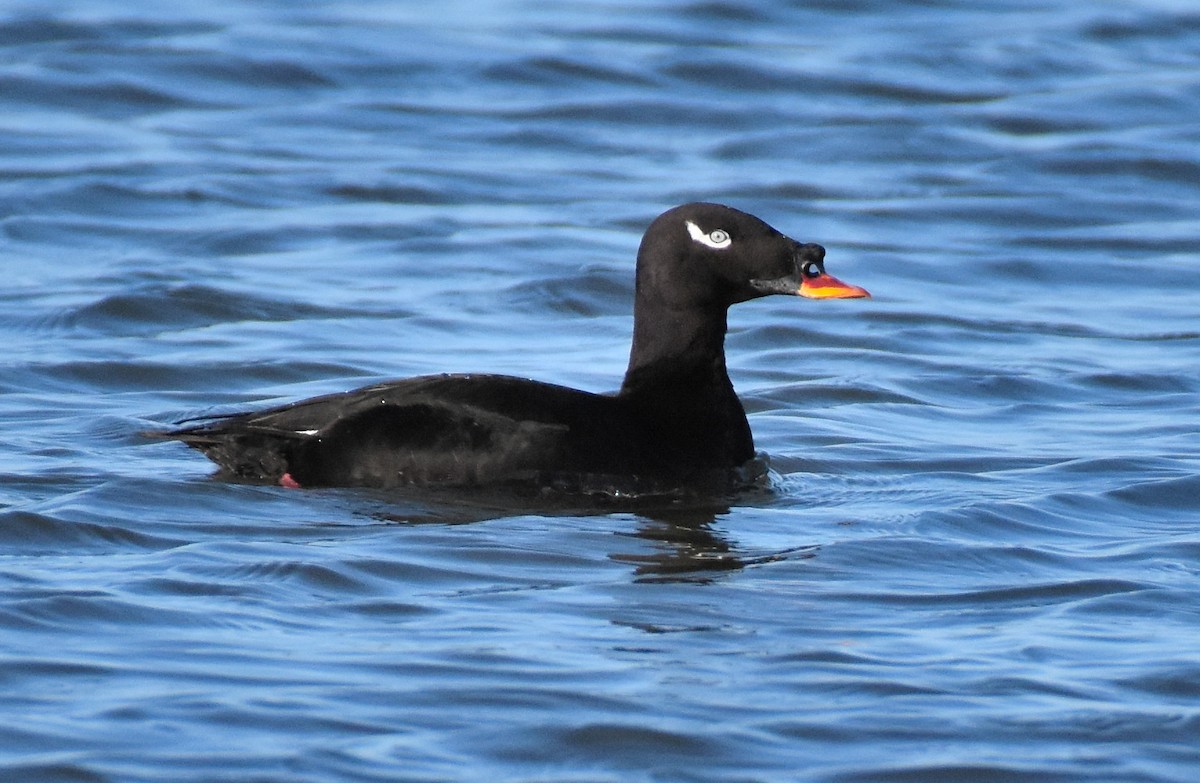 Negrón Siberiano - ML344250041