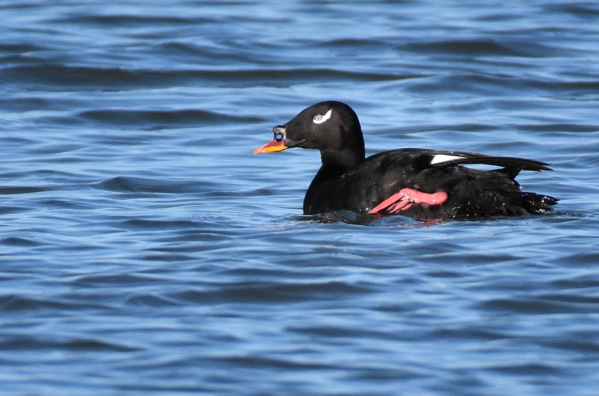 Negrón Siberiano - ML344250051