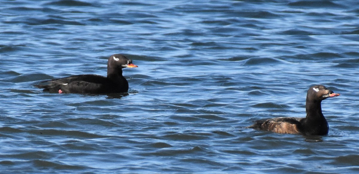 Stejneger's Scoter - ML344250061