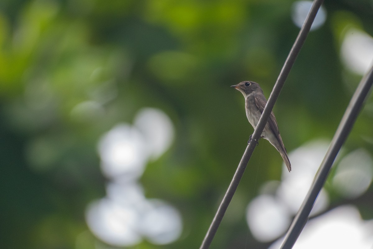 Dark-sided Flycatcher - ML344250201