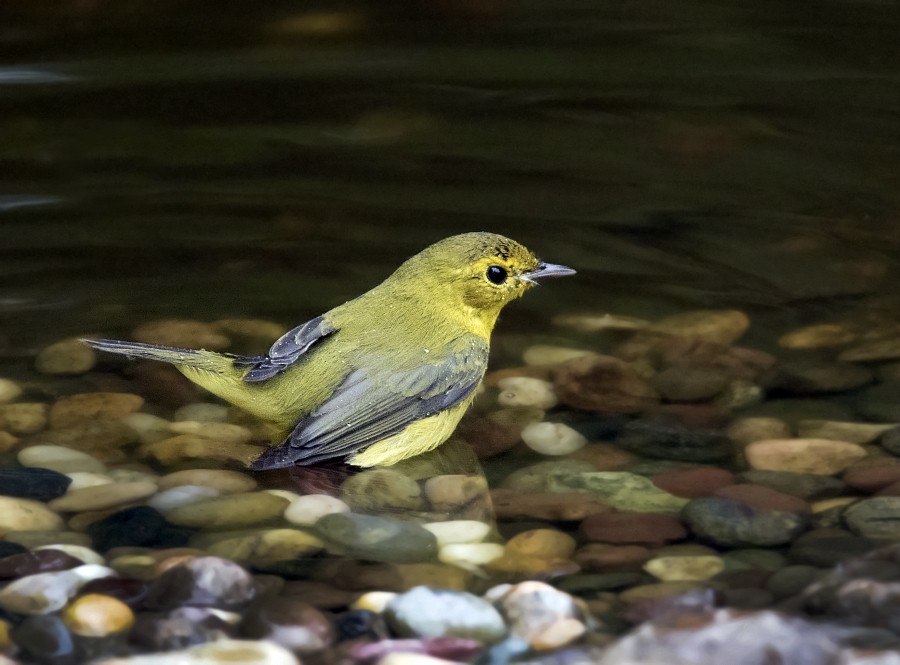 Wilson's Warbler - ML34425091