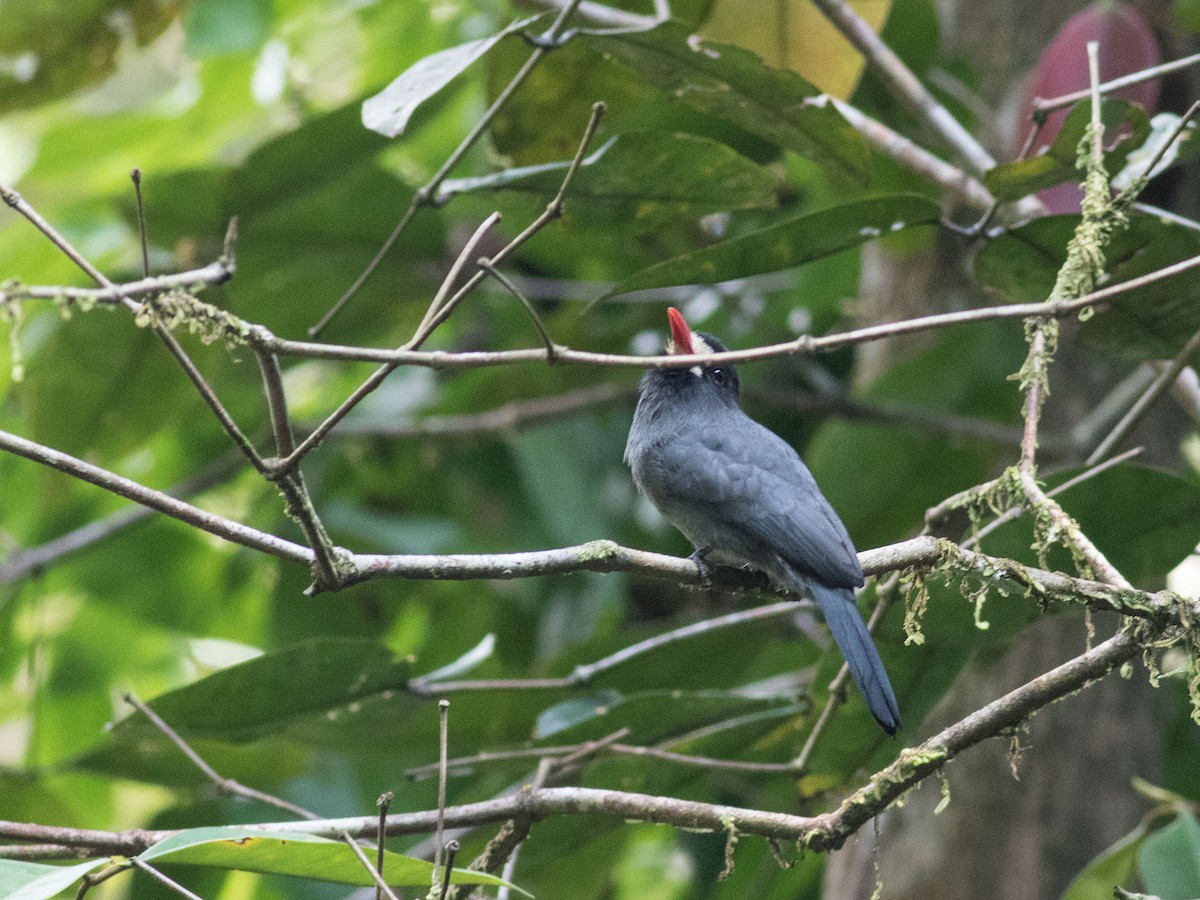 White-fronted Nunbird - matthew sabatine