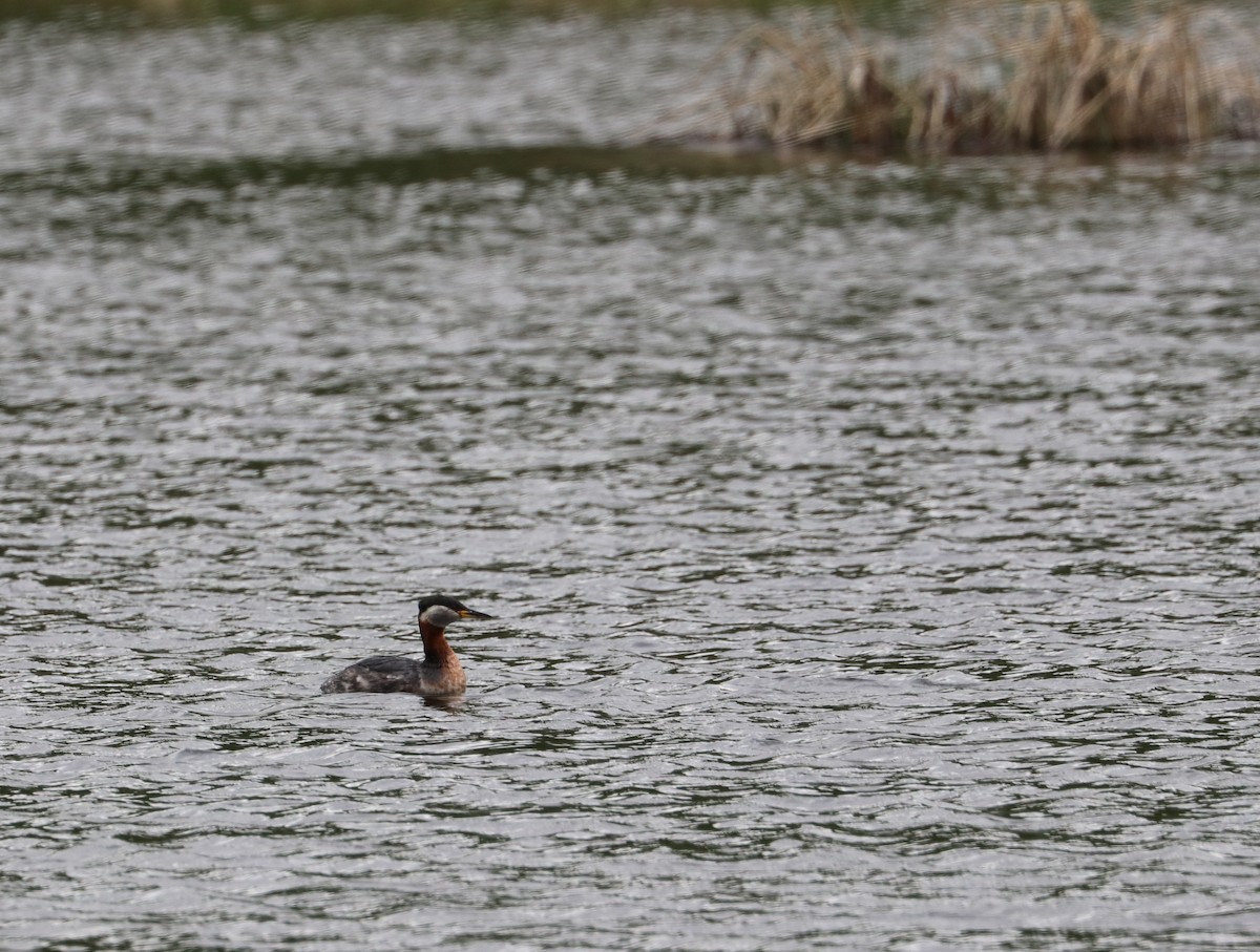 Red-necked Grebe - ML344253101