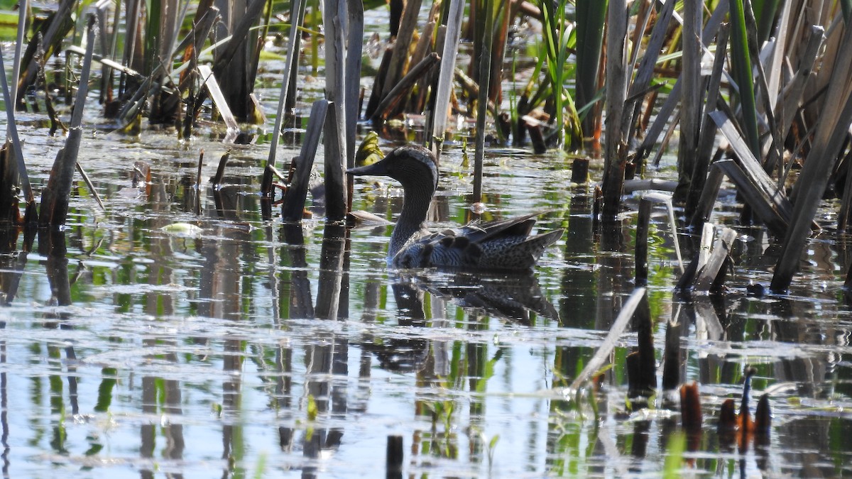 Garganey - ML344253261