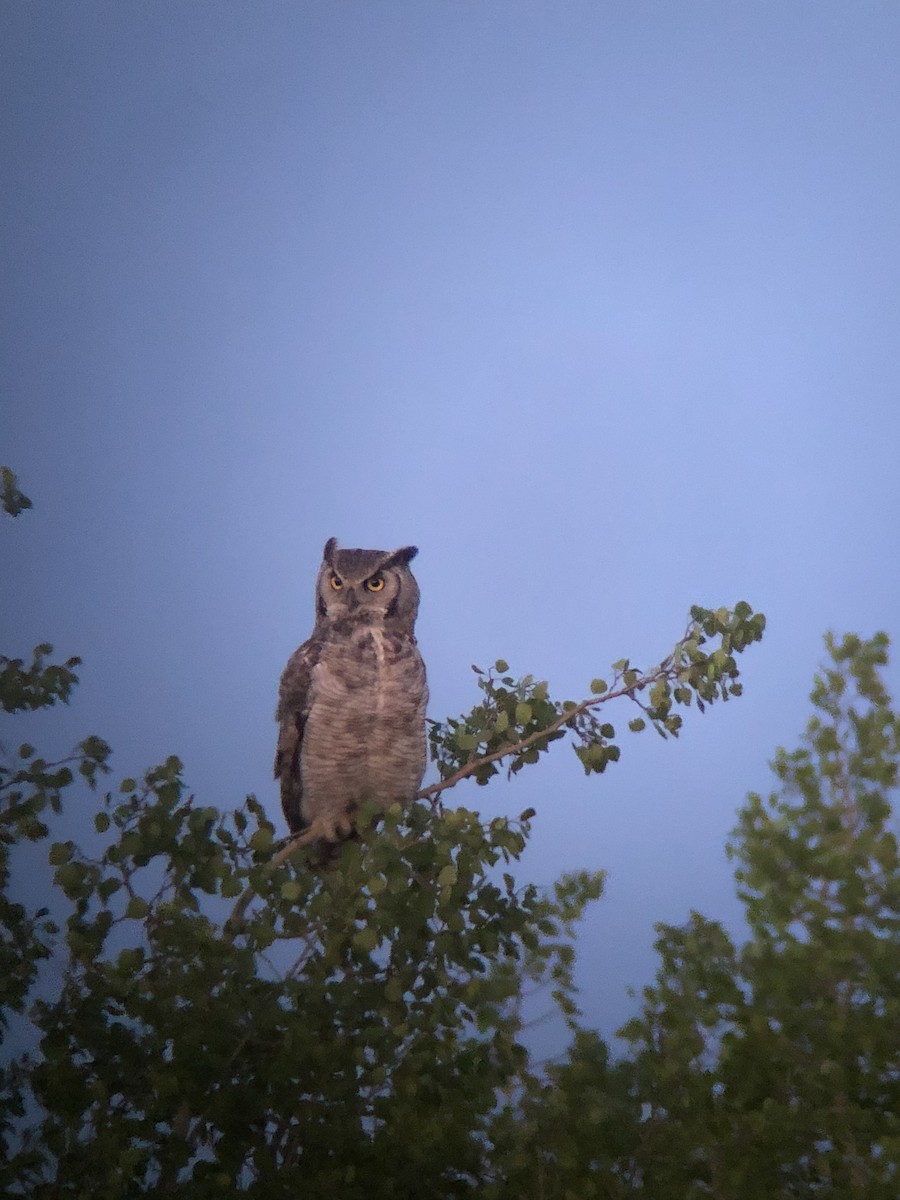 Great Horned Owl - ML344254761