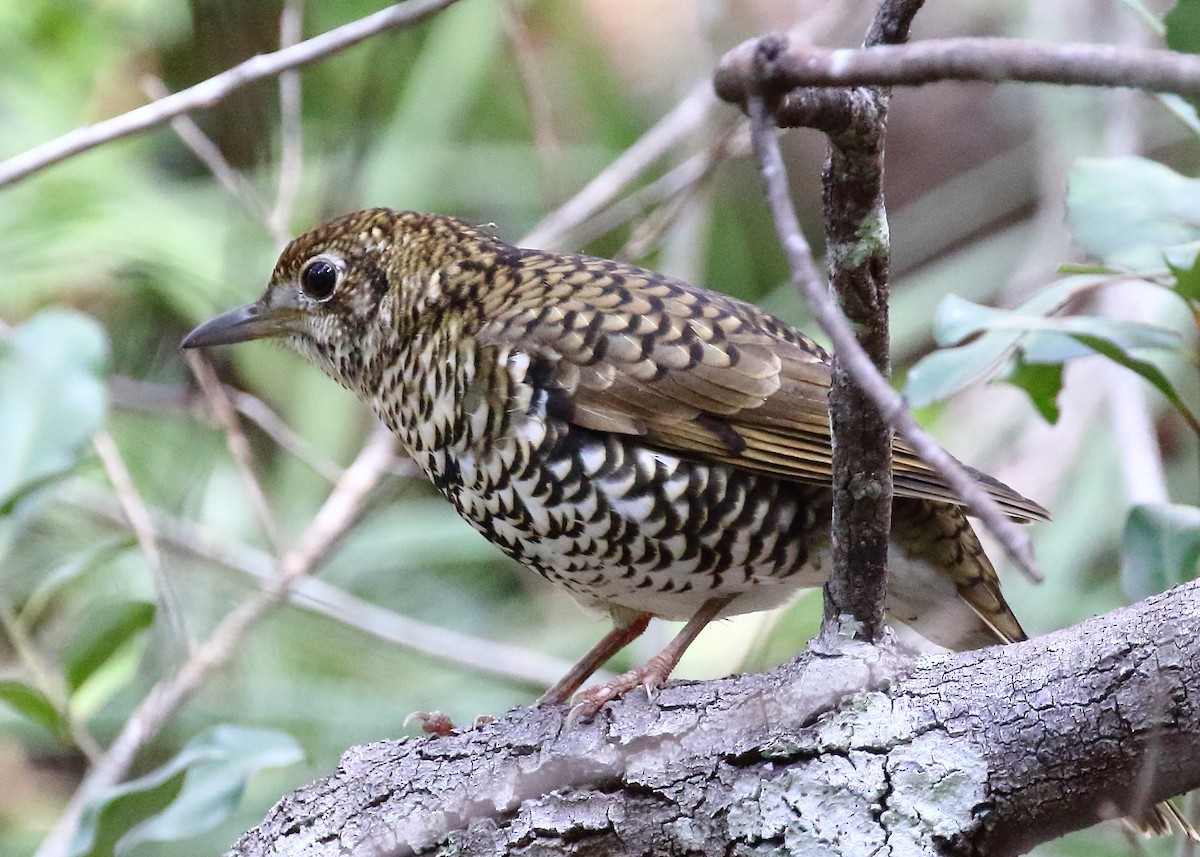 Bassian Thrush - ML344254951