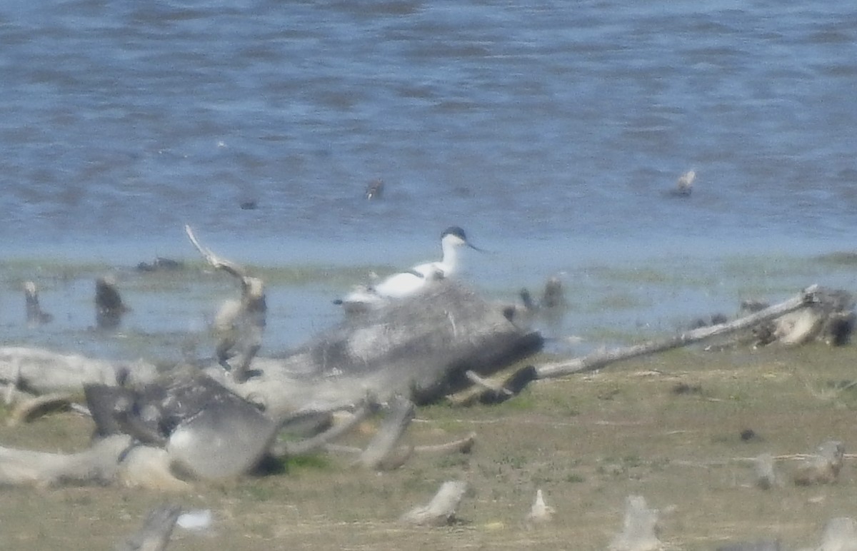 Pied Avocet - ML344255751