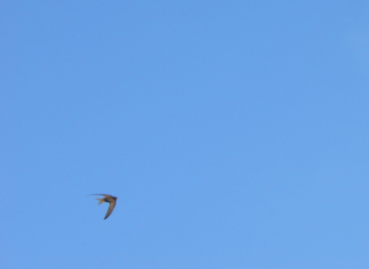 Common Swift - Zsuzsanna Guba