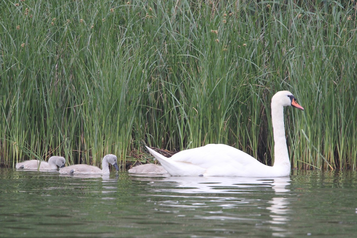 Cygne tuberculé - ML34425861