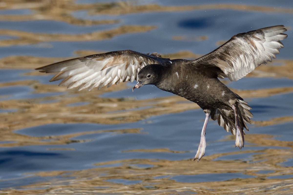 Short-tailed Shearwater - Anonymous
