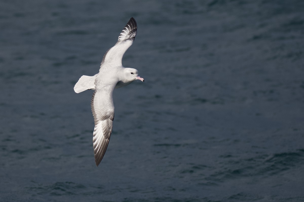 Southern Fulmar - Anonymous
