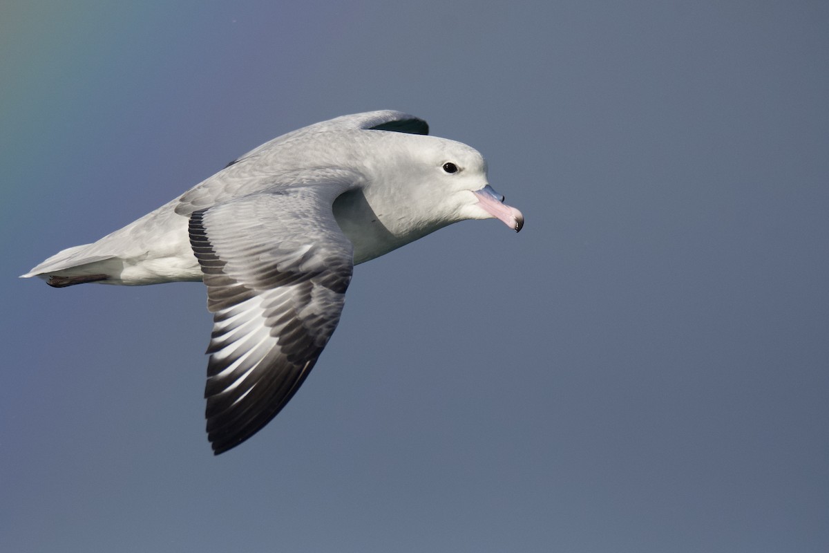 Southern Fulmar - Peter Allen