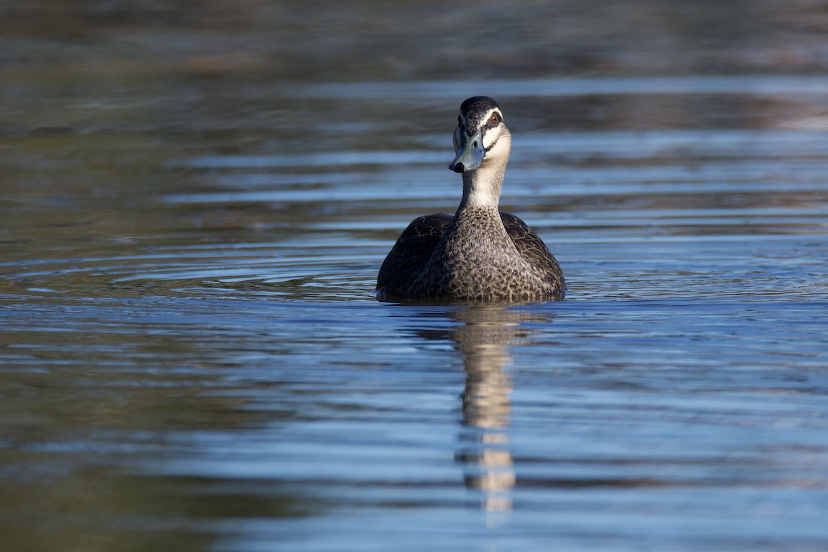 Pacific Black Duck - ML344260351
