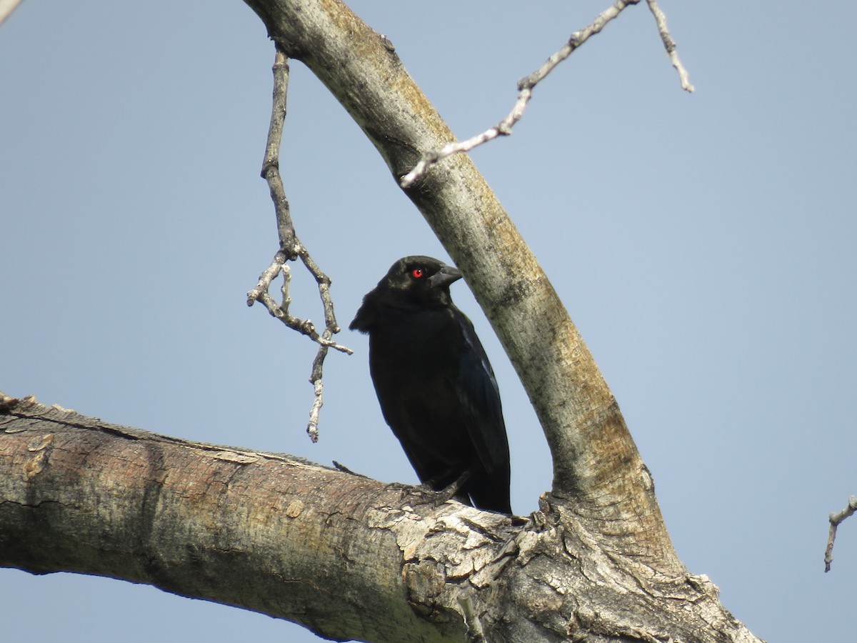 Bronzed Cowbird - Brian Hofstetter