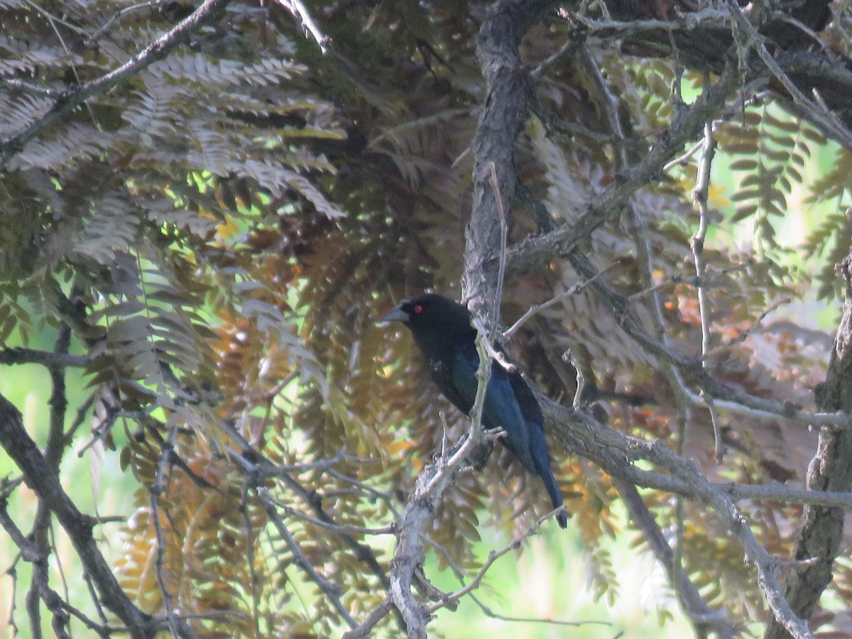 Bronzed Cowbird - ML344260691