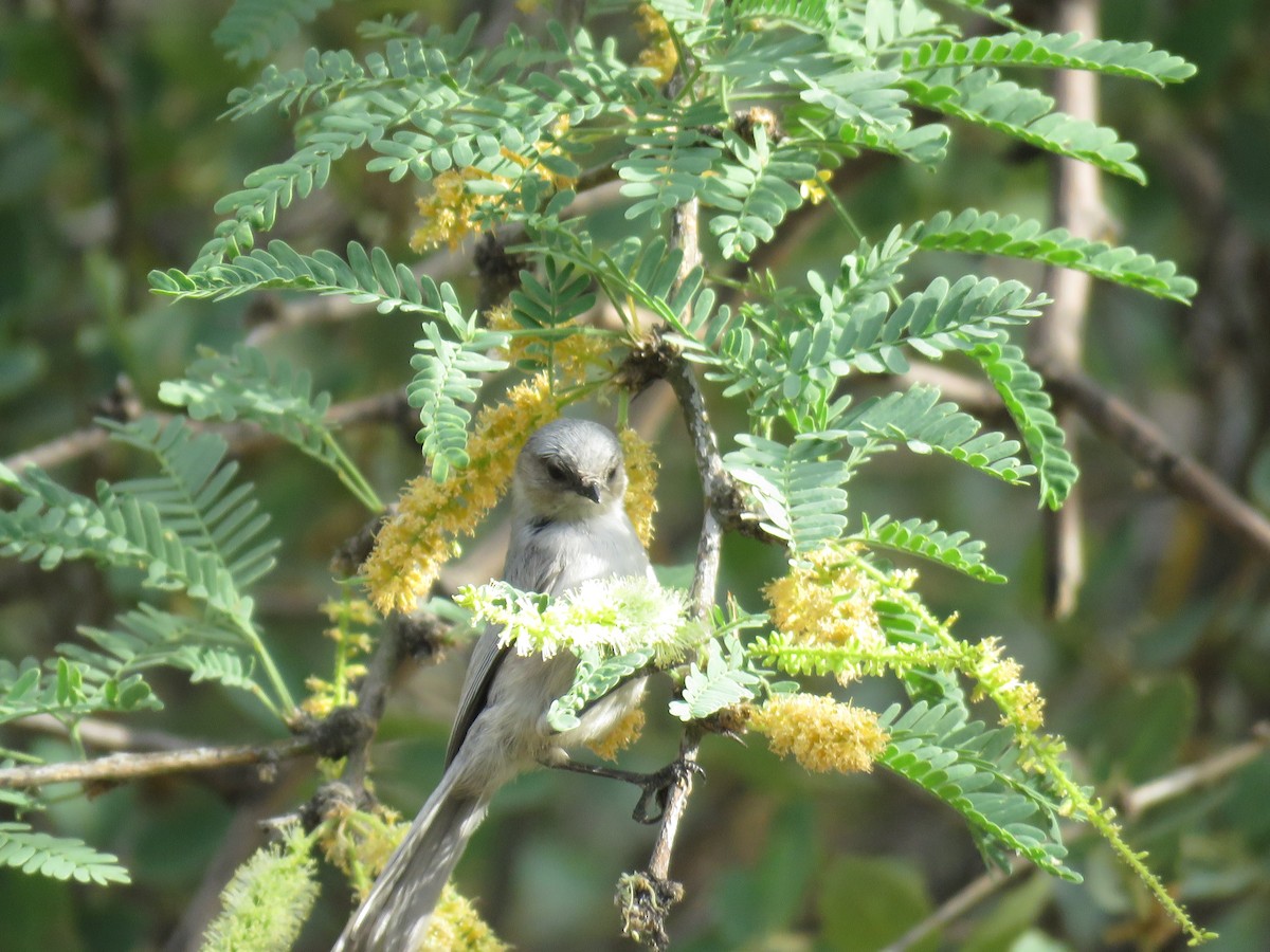 Bushtit - Brian Hofstetter