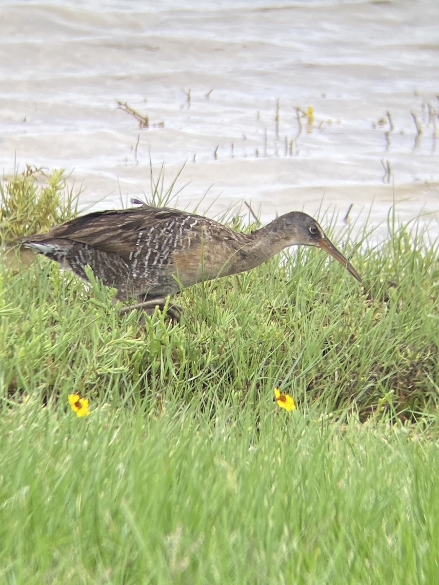 Clapper Rail - ML344263381