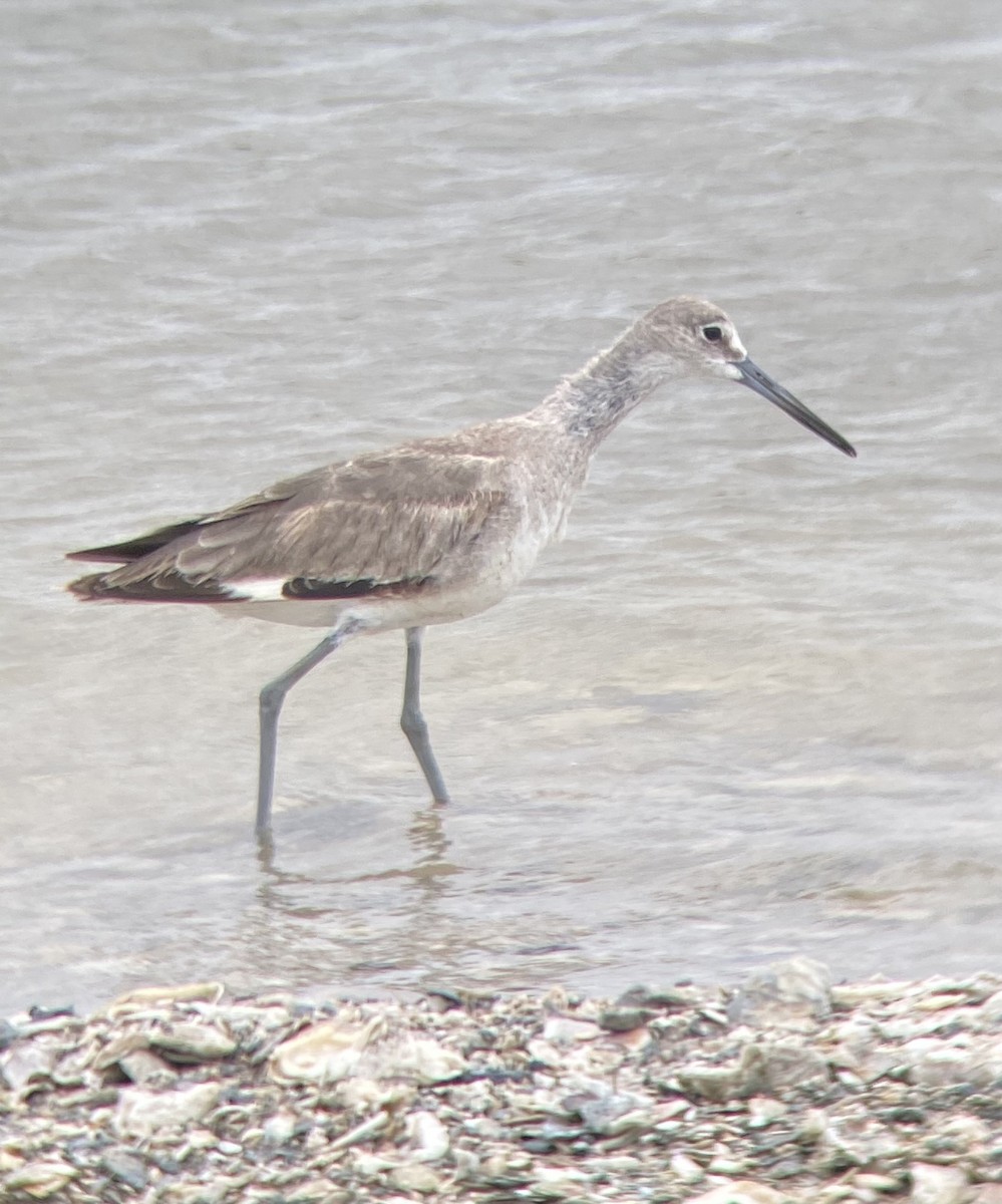 Willet - ML344263441