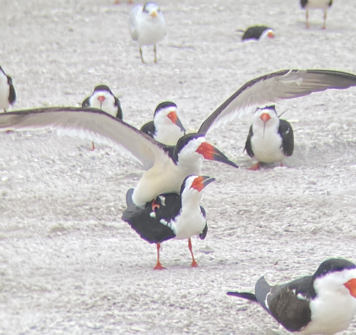 Black Skimmer - ML344263681