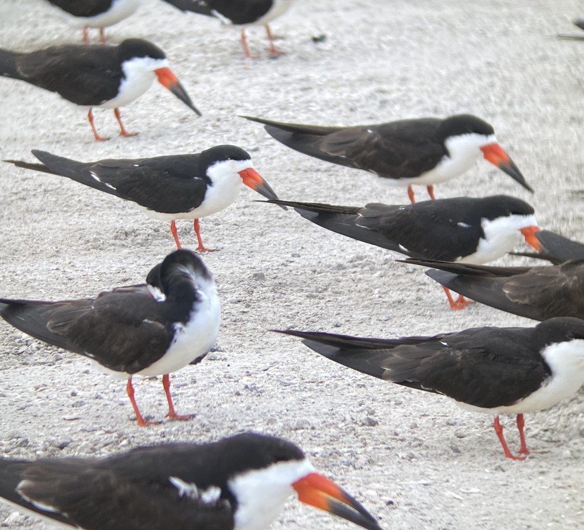 Black Skimmer - ML344263691